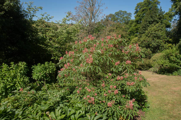 夏の葉と落葉性赤いバックアイ低木の花(aesculusパビア'rosea nana')イギリス、イギリスの田舎の庭で育つ - chestnut tree leaf sunlight tree ストックフォトと画像