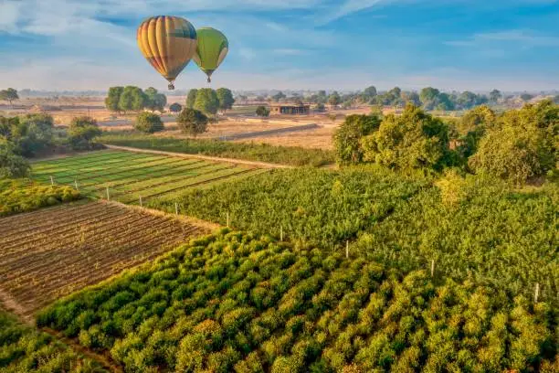 Photo of Two hot air balloons flying over marigold fields and agricultural land near Pushkar, Rajasthan, India.