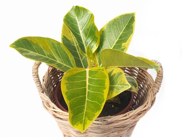ficus altissima blume 'golden edge' in cesto di vimini - perennial leaf fruit tropical fruit foto e immagini stock