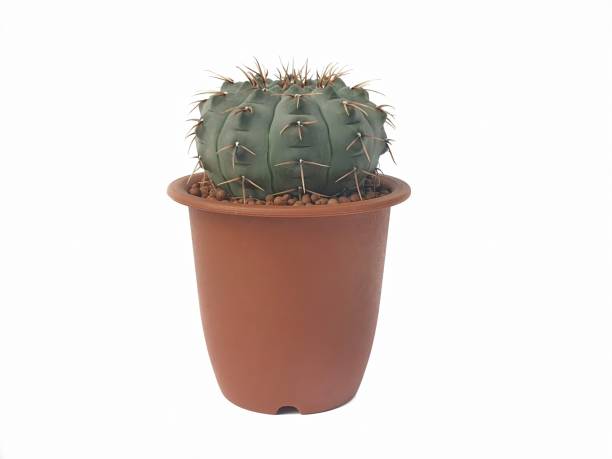 istock Gymnocalycium vatteri  cactus plants in small pot isolated on white background with copy space 1248409014