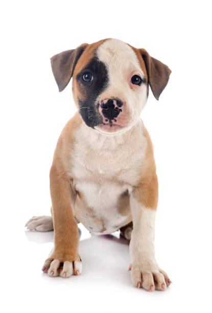 istock puppy american bulldog 1248409863