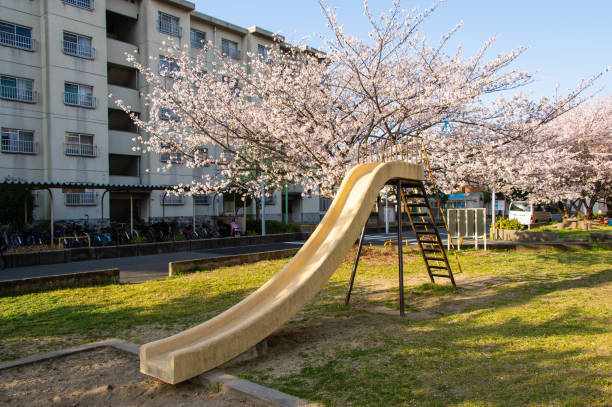 Cherry blossoms in a park with a slide