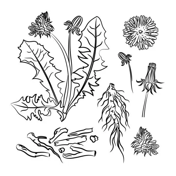 Vector illustration of DANDELION PHARMACY Medical Benefits Vector Illustration Set