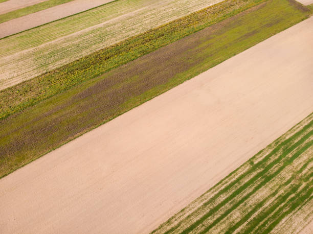 istock Aerial view. Crop agricultural fields. 1248415473