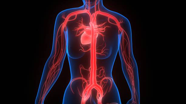 istock Human Circulatory System Heart Anatomy 1248417251