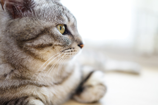British shorthair cat portrait behind tulle