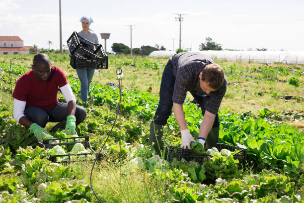 istock Farmer and his assistant harvesting ripe lettuce 1248418751