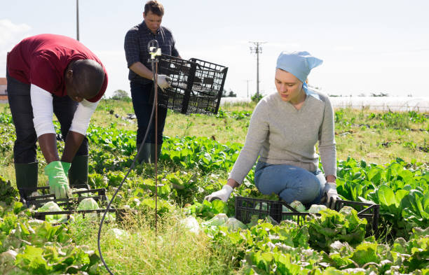 istock Farmer and his assistant harvesting ripe lettuce 1248418753