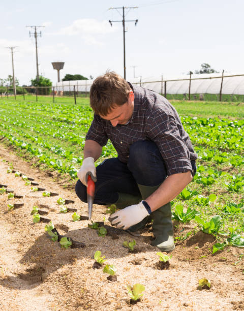 istock Farm worker planting lettuce seedlings 1248419283