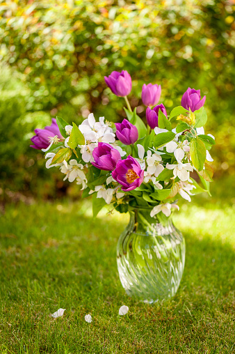 Bouquet of purple tulips and pink apple flowers in glass vase on the lawn background. Holiday background, copy space. Mothers day, birthday concept.