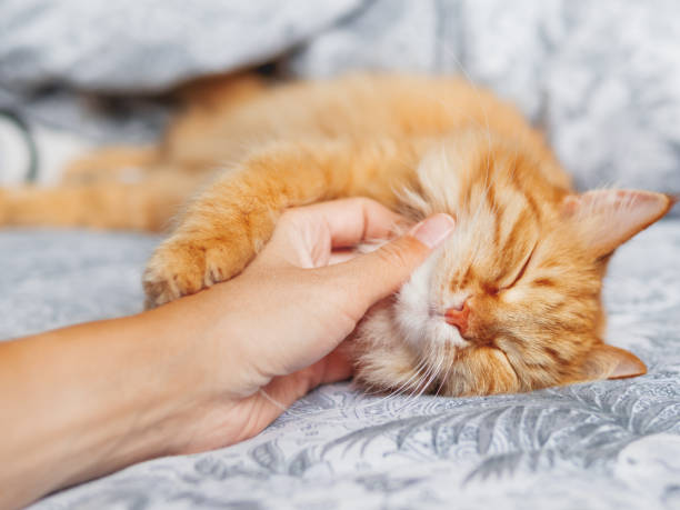 Woman strokes cute ginger cat sleeping in bed. Fluffy pet has a nap with pleasure. Cozy morning bedtime. Woman strokes cute ginger cat sleeping in bed. Fluffy pet has a nap with pleasure. Cozy morning bedtime. purring stock pictures, royalty-free photos & images