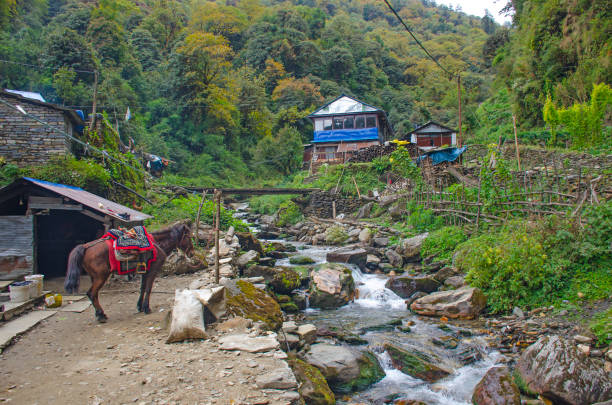 istock Village in Himalayas mountains Nepal with pets 1248421384