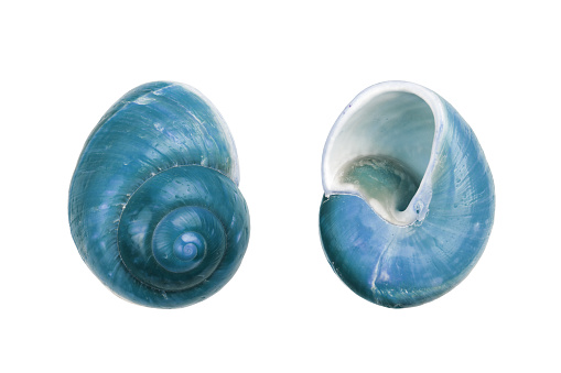 A pair of blue Nautica spiral shells on white background with clipping path