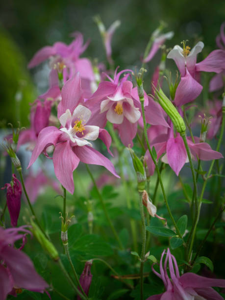 istock Pink white Aquilegia in bloom 1248424067