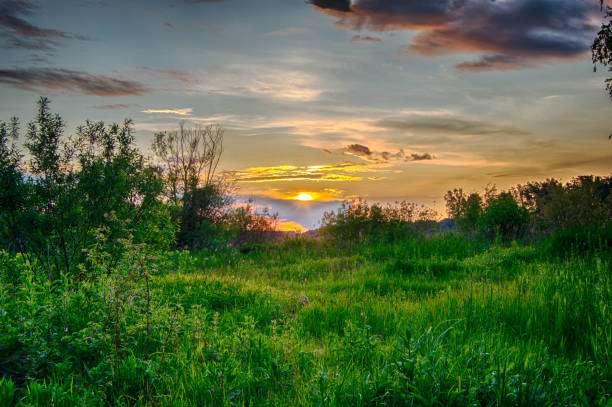 Sunset over a bright green glade in HDR quality