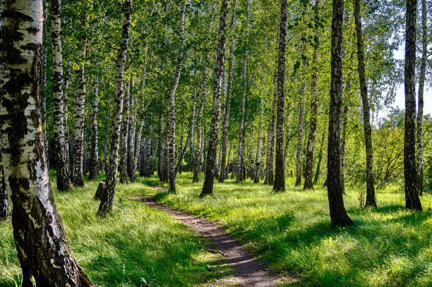 istock Birch forest in bright light. Green birches in the sun 1248427410