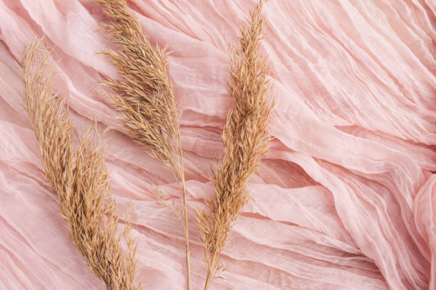 Dried natural pampas grass on pink surface background. Minimal concept. Flat lay, copy space, top view. The aesthetics of wabi sabi. Natural material. pampas photos stock pictures, royalty-free photos & images