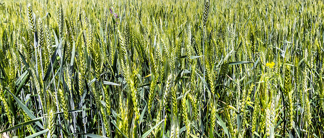 Close-up of ripe wheats on an agricultural field