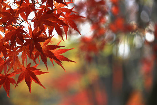 Close up photo of a maple leaf that turned red in autumn season Autumn leaves maple leaf photos stock pictures, royalty-free photos & images