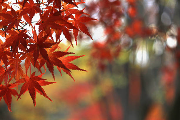 крупным планом фото кленовый лист, который покраск в осенний сезон - tree area japanese fall foliage japanese maple autumn стоковые фото и изображения