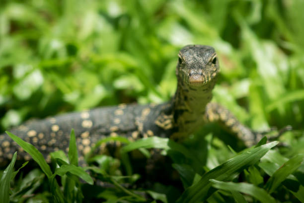 istock The water monitor. 1248433509