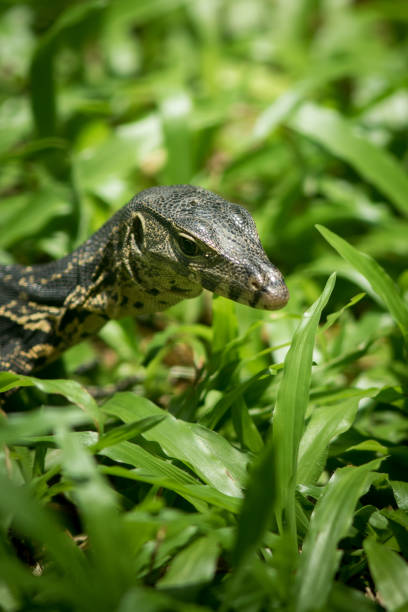 istock The water monitor. 1248433554