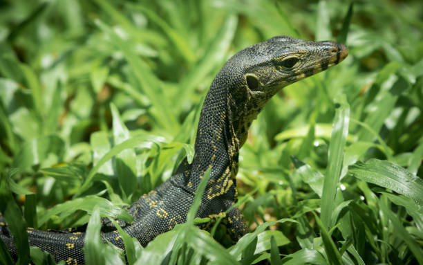istock The water monitor. 1248433579