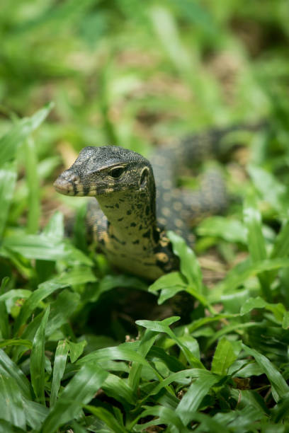 istock The water monitor. 1248434586