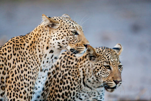雌豹(潘瑟拉帕杜斯)和她的青春期幼崽的肖像 - leopard 2 個照片及圖片檔