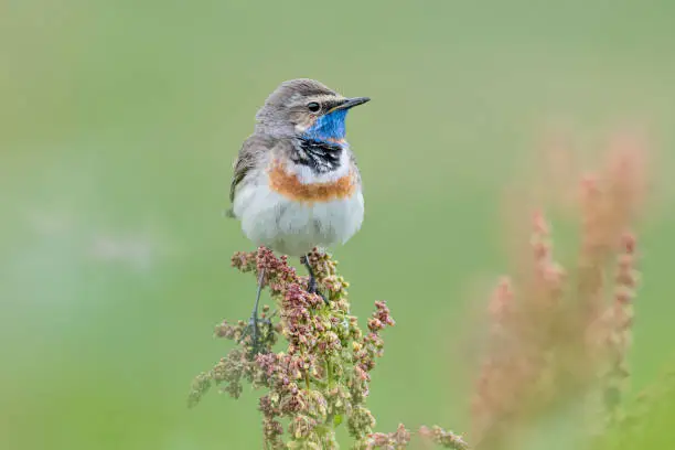 amazing portrait of uncommon bird