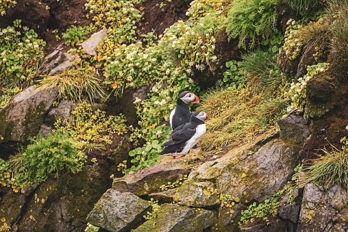 Two Atlantic puffins bird standing on the rock with green grass. Animal outdoor background