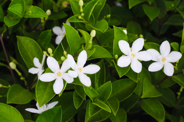 istock Wringhtia antidysenterica white flowers top view background 1248440498