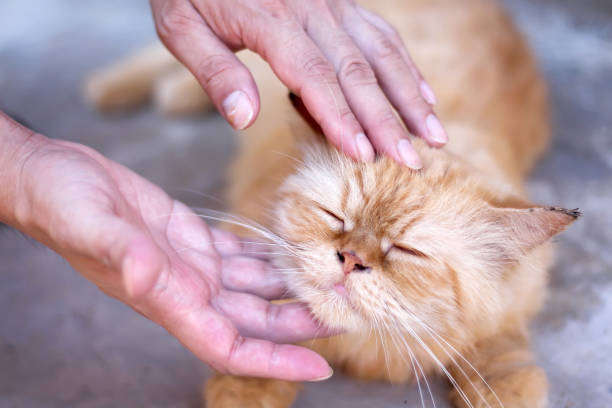 istock Cat massage by asian man hand touching gentle under chin 1248440744