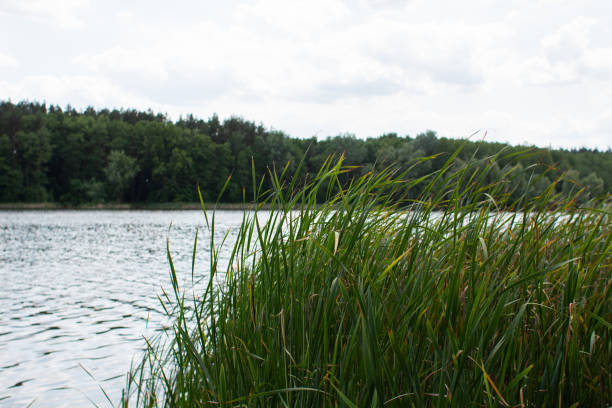 istock large lake in the forest with clear sky and leaves 1248442907