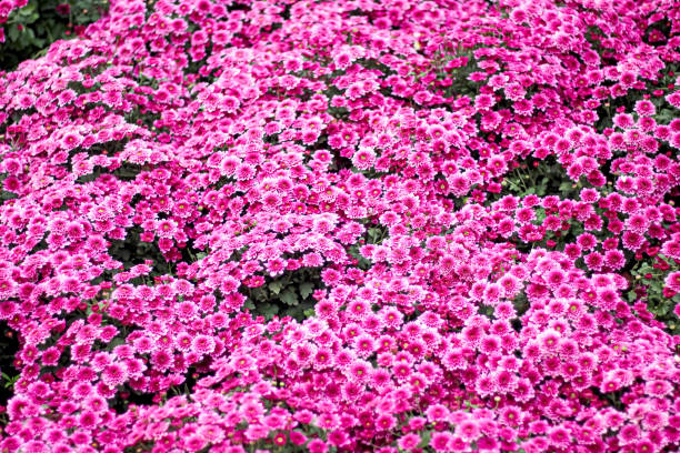 istock Pink chrysanthemum flowers field blooming top view patterns in garden 1248442972