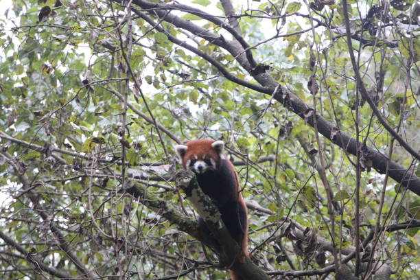 istock The red panda in Chengdu 1248443317