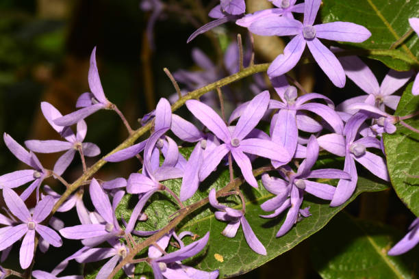 istock Blooming  Violet  Sandpaper vine flowers 1248443504