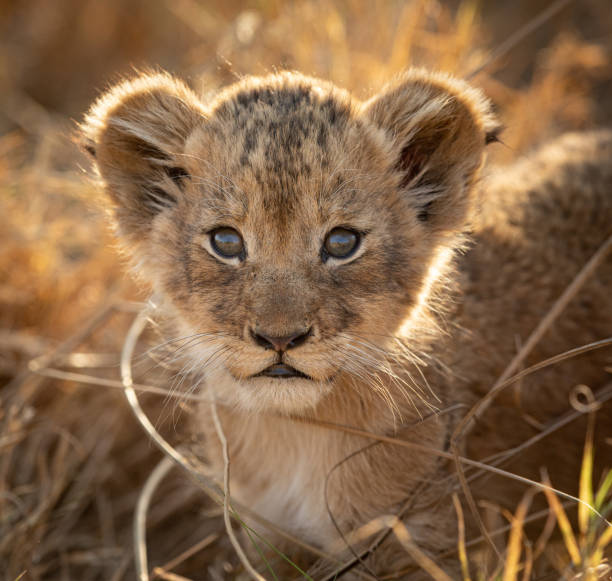 un pequeño retrato retroiluminado cachorro de león de cerca en kruger park sudáfrica - cachorro de león fotografías e imágenes de stock