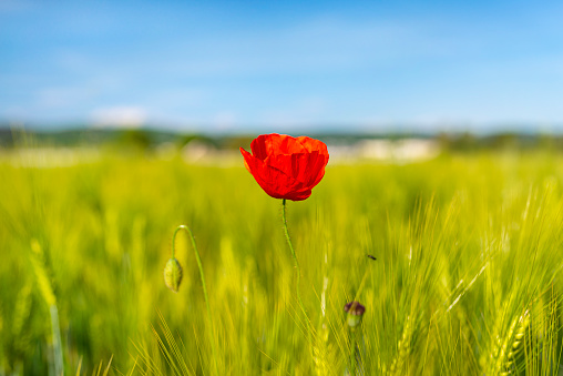 Beautiful common poppy with an open bouquet growing in a wheat field,focus on the flower.