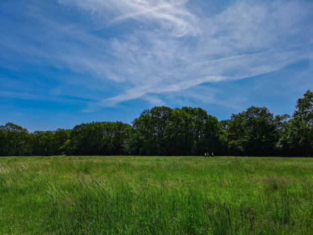 istock People in vests standing at green clearing around trees 1248448233
