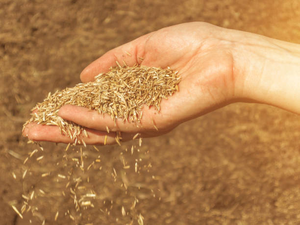 istock Lawn grass seeds in a woman's hand. Planting lawn with their hands. Texture. Background 1248449372