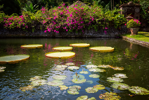 Pond with lotos flowers in Water Palace of Tirta Gangga in East Bali, Indonesia. Stone figures of balinese gods