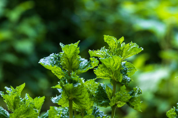 istock growing green mint leaves close up 1248452777