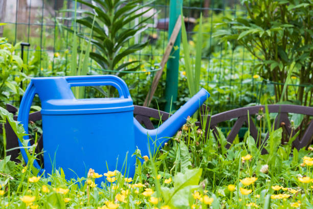 istock watering can on green grass in the garden 1248452938