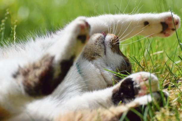 istock Happy playful  cat laying in the grass 1248453969