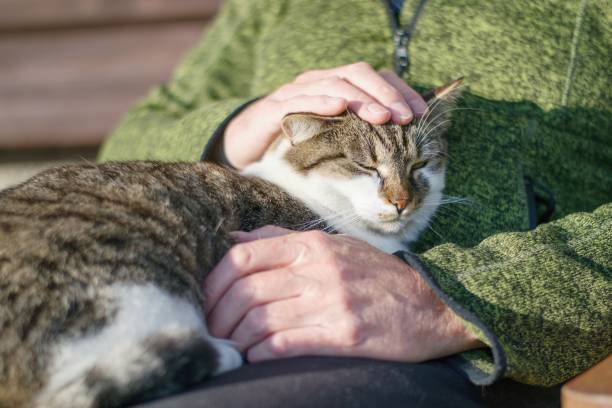istock Senior sitting on the bench tenderly caressing cat 1248454007