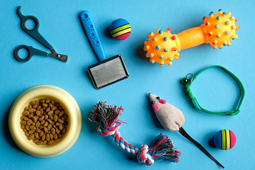 Accessories for cat and dog on blue background. Pet care and training concept. Flat lay, top view.