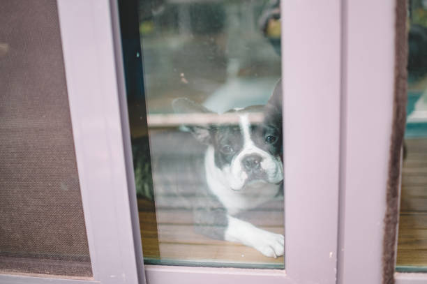 istock french bulldog looking through window waiting sad 1248454512