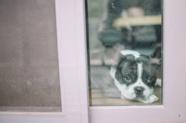 istock french bulldog looking through window waiting sad 1248454515