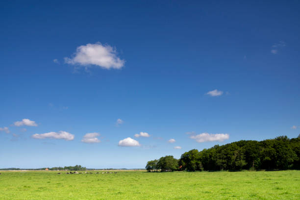 Wide meadow near the village Heiloo close to the Dutch historical city Alkmaar